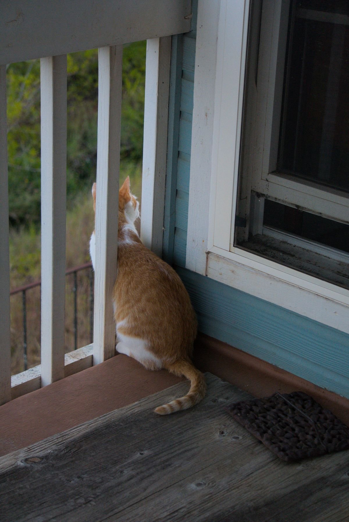 Pet Safety Nets